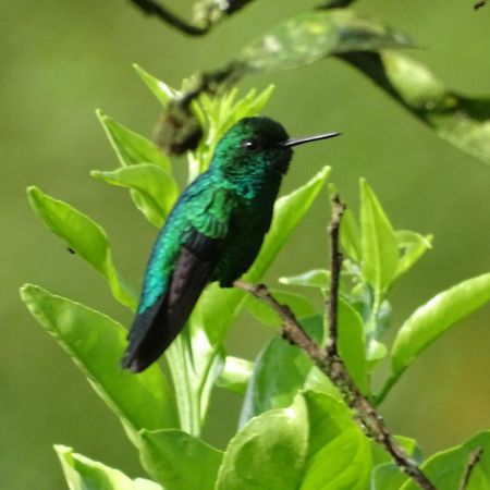 فيلا Hacienda Guayabal Chinchiná المظهر الخارجي الصورة